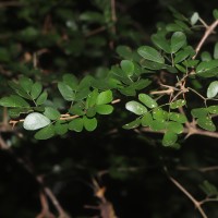 Thailentadopsis nitida (Vahl) G.P.Lewis & Schrire